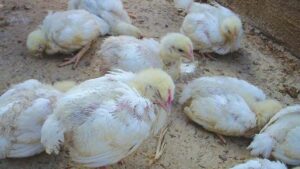 Nguyên nhân gì khiến gà con bị ủ rũ xệ cánh? Cách trị hiệu quả